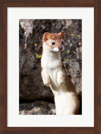 Framed Portrait Of A Long-Tailed Weasel Print