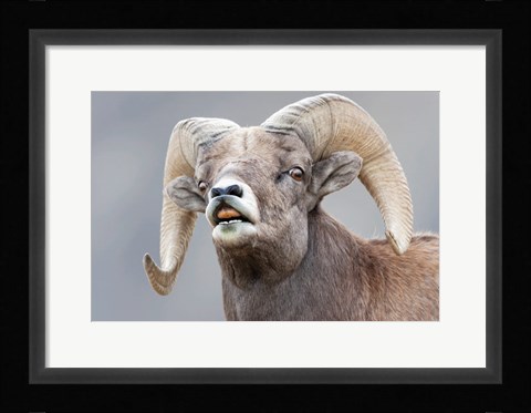 Framed Bighorn Ram Lifts Its Lip In A Flehmen Print