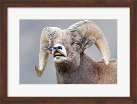 Framed Bighorn Ram Lifts Its Lip In A Flehmen Print