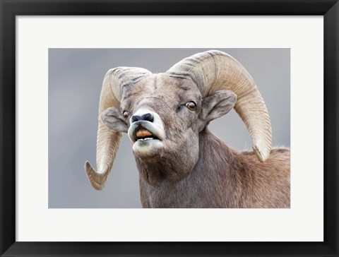 Framed Bighorn Ram Lifts Its Lip In A Flehmen Print