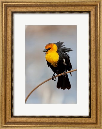 Framed Yellow-Headed Blackbird Perched On A Reed Print