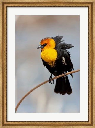 Framed Yellow-Headed Blackbird Perched On A Reed Print
