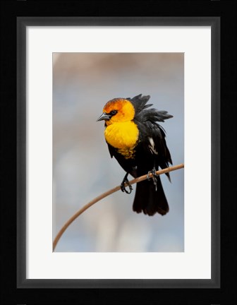 Framed Yellow-Headed Blackbird Perched On A Reed Print