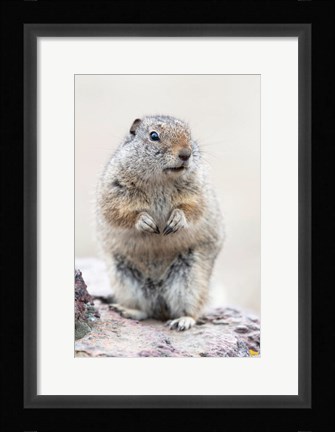 Framed Richardson's Ground Squirrel Print
