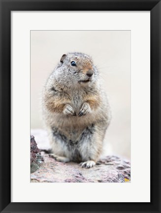 Framed Richardson&#39;s Ground Squirrel Print