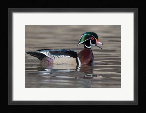 Framed Wood Duck Drake In Breeding Plumage Floats On The River While Calling Print