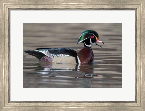 Framed Wood Duck Drake In Breeding Plumage Floats On The River While Calling Print