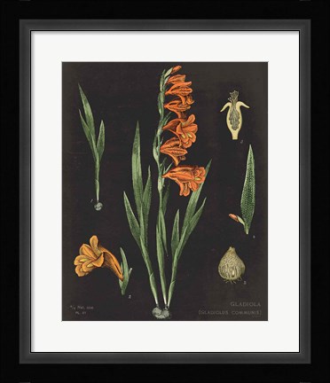 Framed Gladiola Chart Crop Print