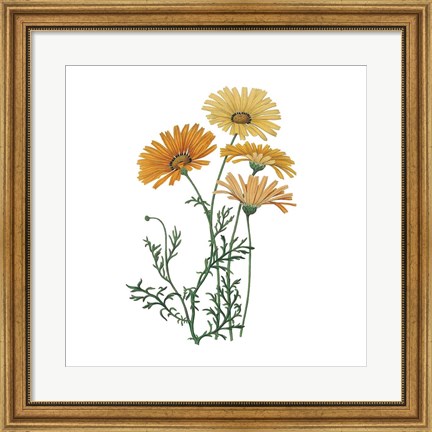 Framed Monument Etching Tile Flowers II Print
