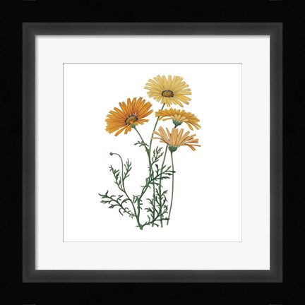 Framed Monument Etching Tile Flowers II Print