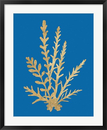 Framed Pacific Sea Mosses III Blue Print