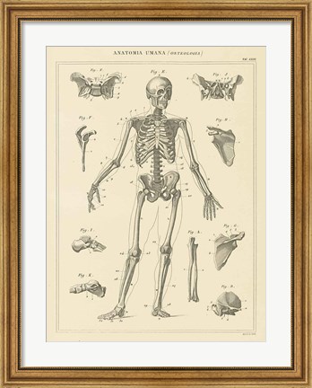 Framed Skeleton Chart Print