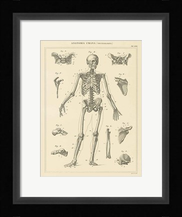 Framed Skeleton Chart Print