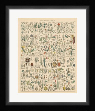 Framed Flora Chart II Print