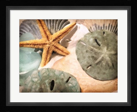 Framed Sand Dollars And Starfish Print