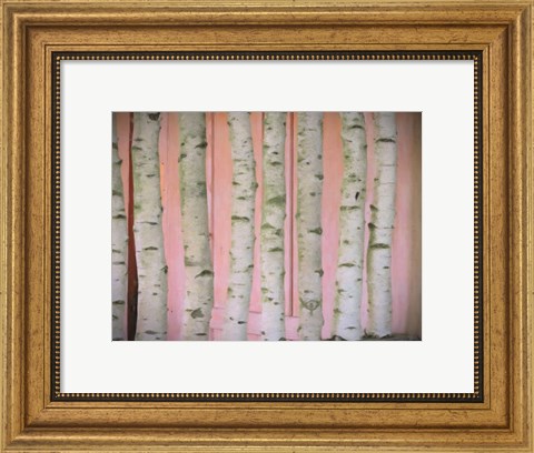 Framed Birch Logs On Pink Print