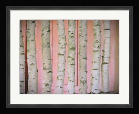 Framed Birch Logs On Pink Print