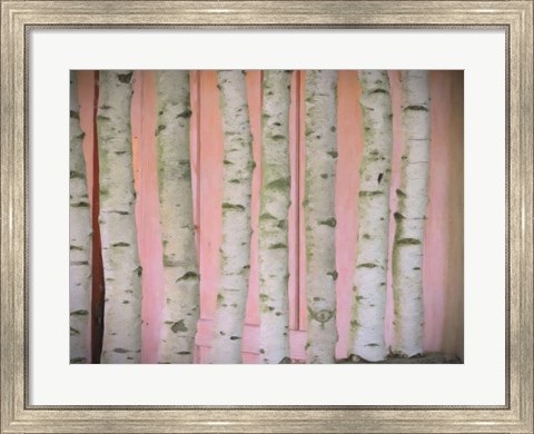 Framed Birch Logs On Pink Print