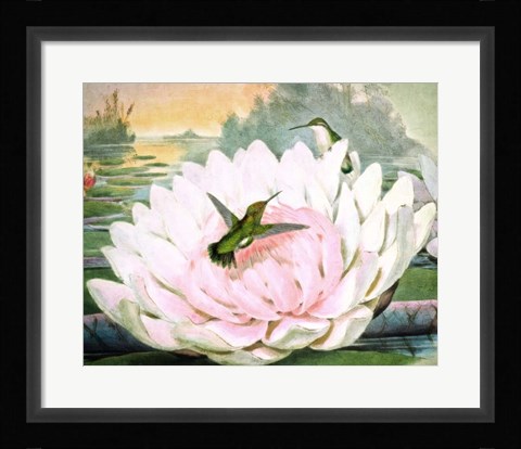 Framed Emerald Hummingbirds Print