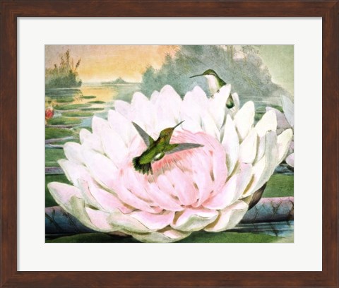 Framed Emerald Hummingbirds Print