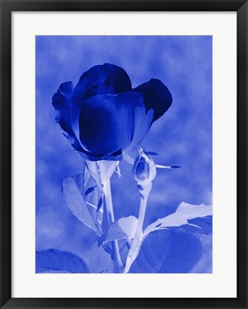 Framed Cobalt Rosebud Print