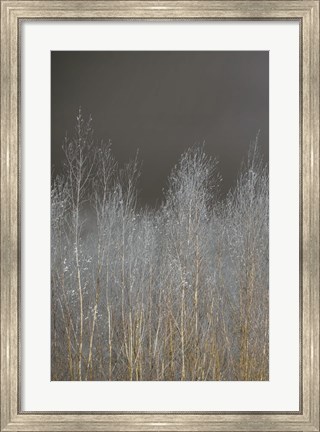 Framed Silver Forest I Print