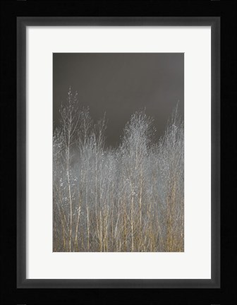 Framed Silver Forest I Print