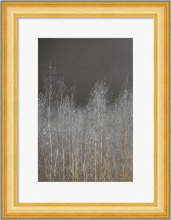 Framed Silver Forest I Print