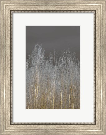 Framed Silver Forest II Print