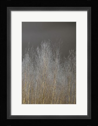 Framed Silver Forest III Print