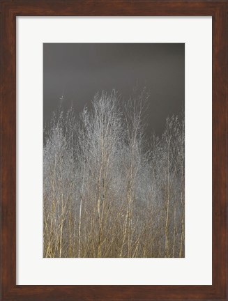 Framed Silver Forest III Print