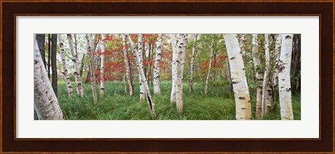 Framed White Birch Trees In Wild Gardens Of Acadia, Acadia National Park, Maine Print