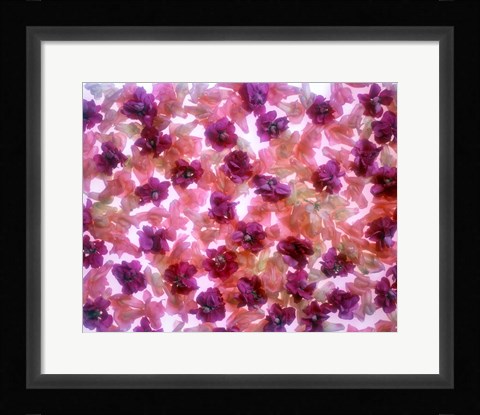 Framed Full Frame Of Pink And Purple Flowers Print