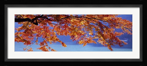 Framed Autumn Leaves, Hozu River, Kyoto City, Japan Print