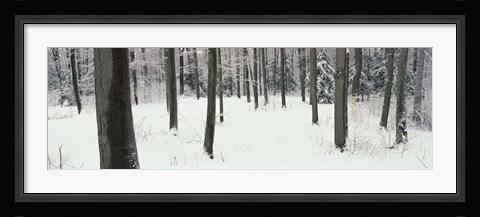 Framed Chestnut Ridge Park Orchard Park NY Print