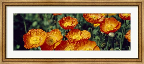 Framed Poppies In Bloom, Japan Print