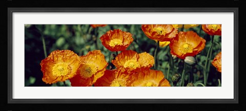 Framed Poppies In Bloom, Japan Print
