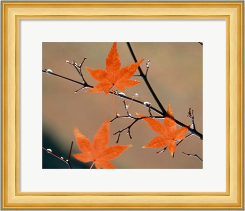 Framed Red Autumn Leaves On Branches, Kyoto, Japan Print