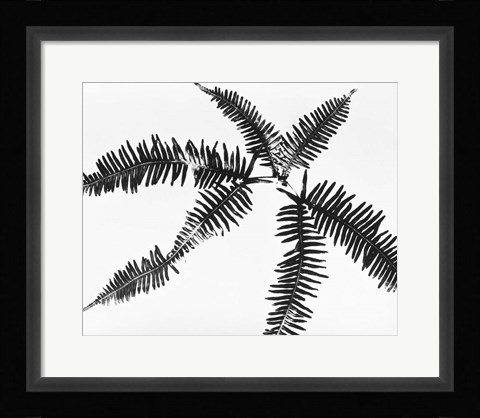 Framed Fern Leaves Print