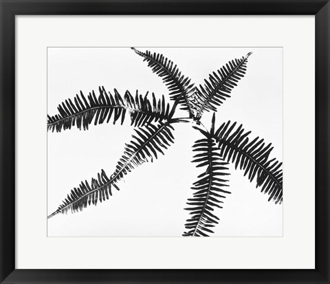 Framed Fern Leaves Print