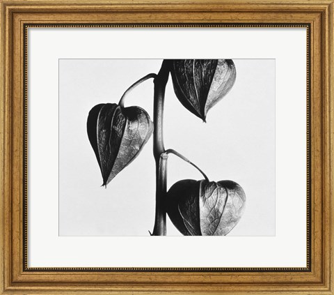 Framed Twig With Seed Pods Print