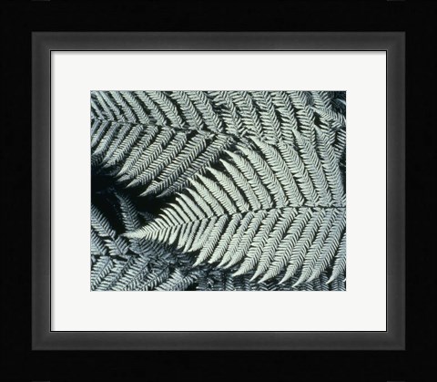 Framed Ferns Print