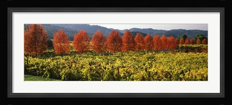 Framed Crop In A Vineyard, Napa Valley, California Print
