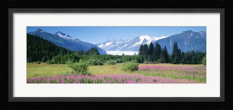 Framed Fireweed, Mendenhall Glacier, Juneau, Alaska Print