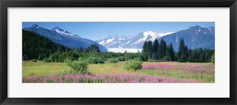 Framed Fireweed, Mendenhall Glacier, Juneau, Alaska Print