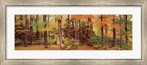 Framed Autumn Trees In A Forest, Chestnut Ridge Park, New York Print