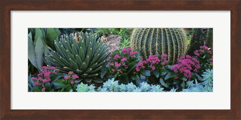 Framed Plants Flowers Print