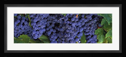 Framed Grapes On The Vine, Napa, California Print