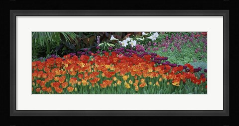 Framed Close-Up Of Flowers In A Garden, Botanical Garden Of Buffalo, New York Print