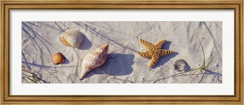 Framed Close-Up Of A Starfish And Seashells On The Beach, Dauphin Island, Alabama Print